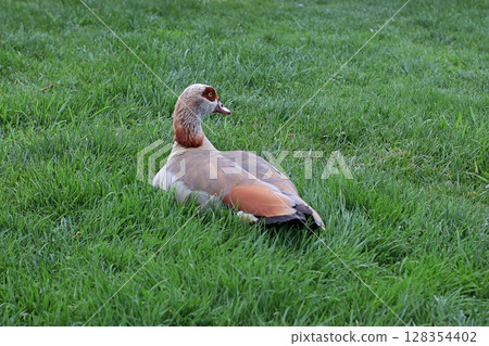 Egyptian goose resting on green grass in a peaceful park setting. Wildlife captured in natural daylight for commercial use in prints, packaging, and travel projects 128354402
