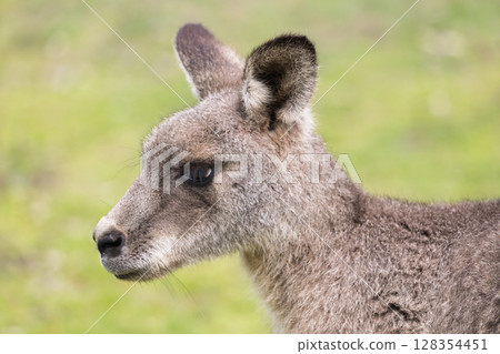 Close up of the head of a small Kangaroo in Wollemi National Park 128354451