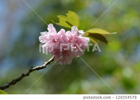 牡丹櫻桃樹 128354578