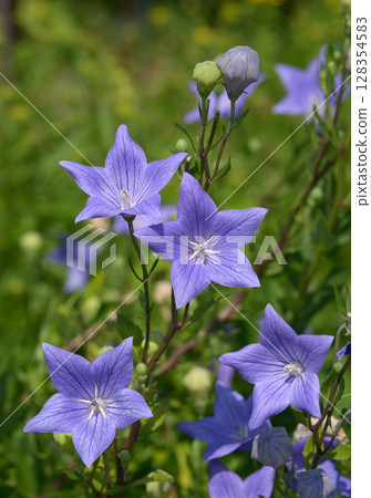 Bellflower Bellflower 128354583