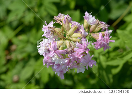 Savory sauce Savory sauce 128354598