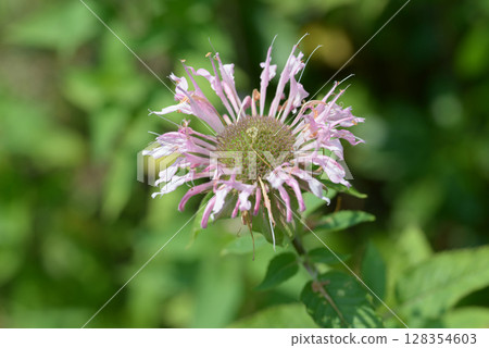 Yaguruma mackerel Yaguruma mackerel 128354603