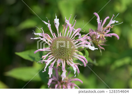 Yaguruma mackerel Yaguruma mackerel 128354604