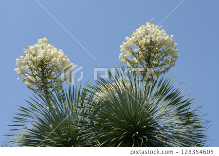 Yucca Rostralata 128354605