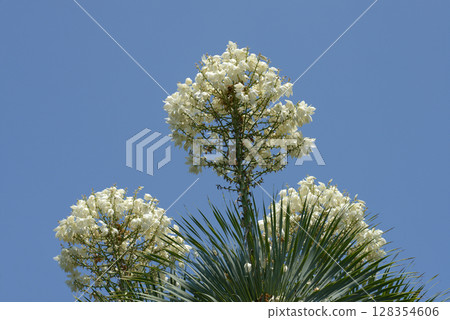 Yucca Rostralata Yucca Rostralata 128354606