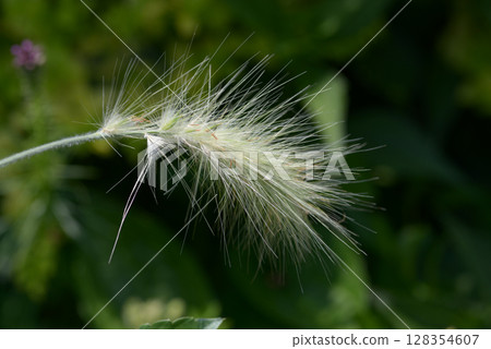 Pennisetum virosum Pennisetum virosum 128354607