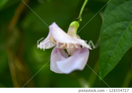 snail flower snail flower 128354727