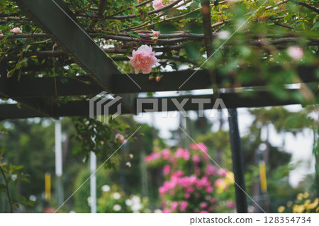 [濱寺公園玫瑰園] 園內盛開的美麗玫瑰 128354734