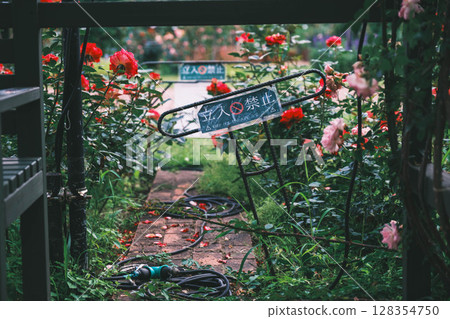 [Hamadera Park Rose Garden] Beautiful roses blooming in the garden 128354750