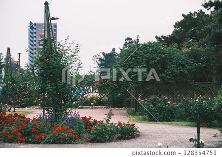 [Hamadera Park Rose Garden] Beautiful roses blooming in the garden 128354751