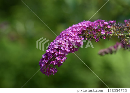 Fusa fujijiugi Fusa fujijiugi 128354753