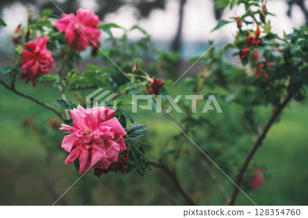 [濱寺公園玫瑰園] 園內盛開的美麗玫瑰 128354760