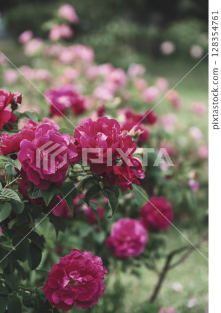 [Hamadera Park Rose Garden] Beautiful roses blooming in the garden 128354761