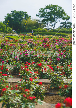 [Hamadera Park Rose Garden] Beautiful roses blooming in the garden 128354764