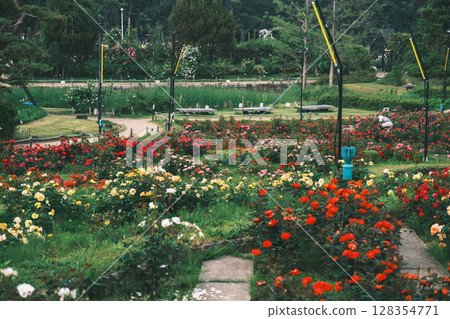 [Hamadera Park Rose Garden] Beautiful roses blooming in the garden 128354771