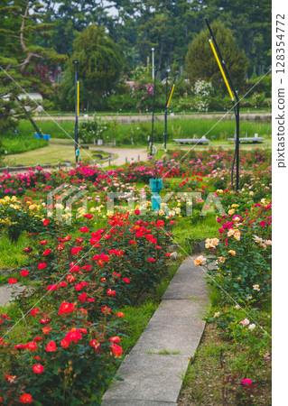 [Hamadera Park Rose Garden] Beautiful roses blooming in the garden 128354772