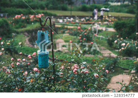 [Hamadera Park Rose Garden] Beautiful roses blooming in the garden 128354777