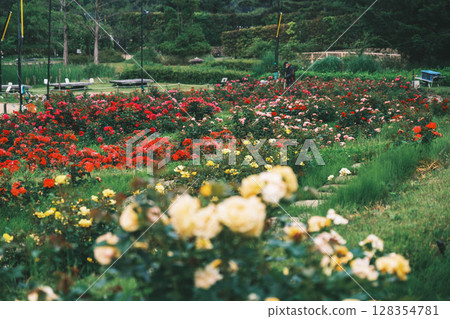 [濱寺公園玫瑰園] 園內盛開的美麗玫瑰 128354781