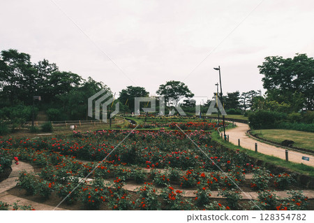 [濱寺公園玫瑰園] 園內盛開的美麗玫瑰 128354782