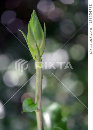 Bud of Uba Lily Bud of Uba Lily 128354788