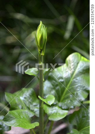 Bud of Uba Lily Bud of Uba Lily 128354789