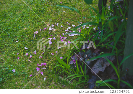 [Hamadera Park Rose Garden] Rose petals falling to the ground - Beautiful roses blooming in the garden 128354791
