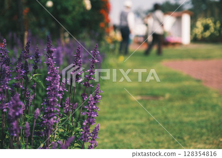 [Hamadera Park Rose Garden] A garden with lavender and beautiful roses 128354816