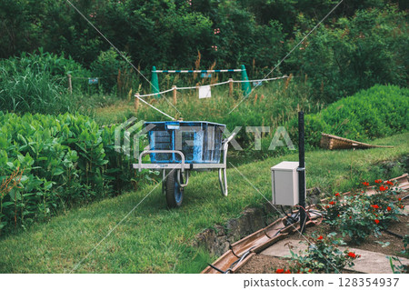 [Hamadera Park Rose Garden] Beautiful roses blooming in the garden 128354937