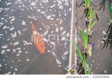 【濱寺公園玫瑰園】錦鯉游弋，玫瑰盛開的花園 128354940