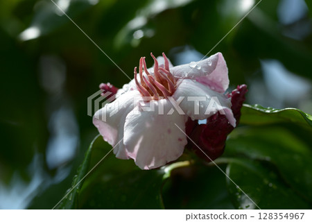 Odorless goldfish Odorless goldfish 128354967