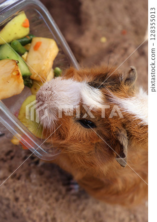 Guinea Pig Eating Fresh Vegetables from a Plastic Container in Close-Up Guinea Pig Eating Fresh Vegetables from a Plastic Container in Close-Up 128355013