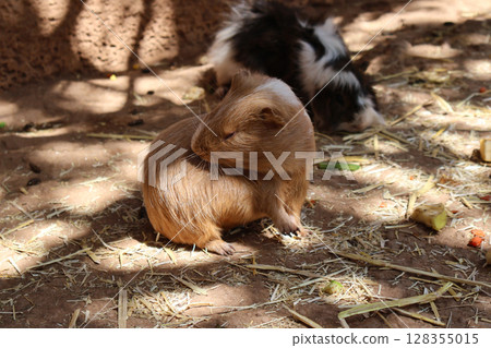 Adorable Guinea Pigs in a Rustic Outdoor Habitat Under Warm Sunlight 128355015