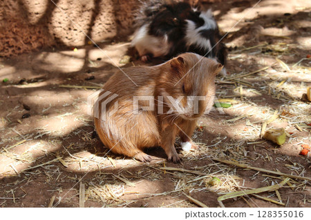 Brown Guinea Pig Resting Outdoors in Sunlit Farm Environment with Hay 128355016