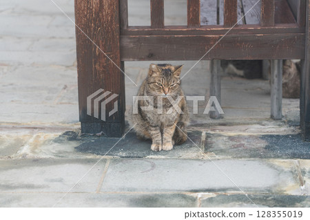 Unzen Hell's Cat 128355019