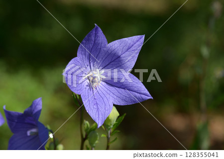 Powered by Translate 128355041