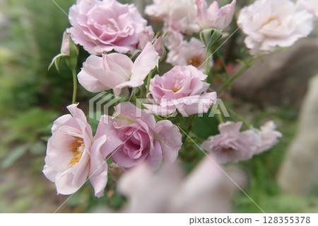 Purple Roses Purple Roses 128355378