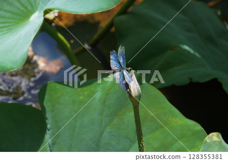 一隻蜻蜓停在蓮花花蕾上 128355381