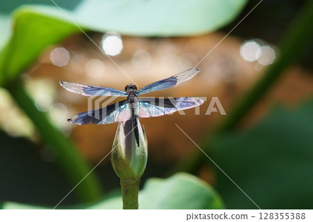一隻蜻蜓停在蓮花花蕾上 128355388