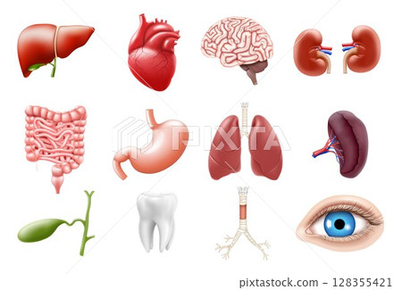 Human internal organs isolated on white background. Lungs, kidneys, stomach, intestines, brain, heart, spleen, liver, tooth, trachea, gallbladder, eye. Realistic 3d vector icons set 128355421