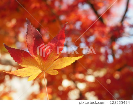 Bright red autumn leaves Bright red autumn leaves 128355454