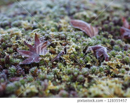 落在苔蘚上的落葉 128355457
