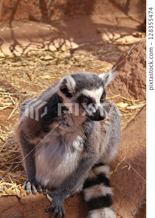 Ring-Tailed Lemur in Natural Habitat with Earthy Background Ring-Tailed Lemur in Natural Habitat with Earthy Background 128355474