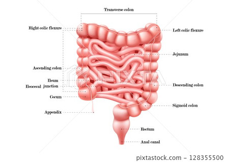 Intestine anatomy. Human body digestive system bowel infographic with duodenum, colon and jejunum. Internal abdominal organ. Medical education, hospital or school banner. Realistic 3d vector 128355500