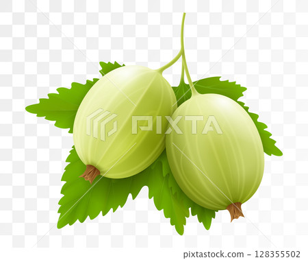 Realistic Detailed 3d Gooseberries with Green Leaves, Isolated on transparent Background. Vector illustration of Ripe Gooseberry 128355502
