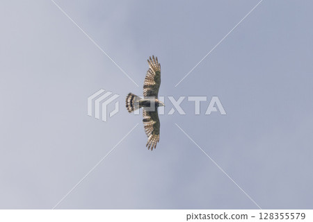 Flying grey-faced buzzard Flying grey-faced buzzard 128355579