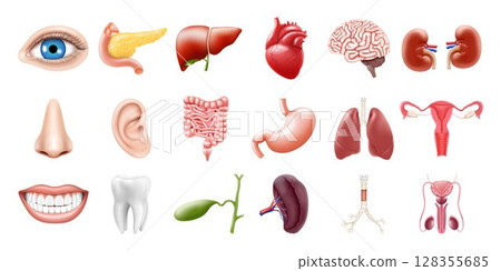 Human internal organs isolated on white background. Lungs, kidneys, stomach, intestines, brain, heart, spleen, liver, tooth, trachea, gallbladder, eye. Realistic 3d vector icons set 128355685