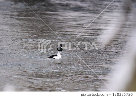Common bunting duck swimming in the water 128355726