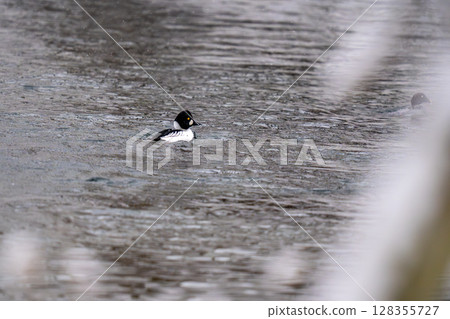 普通彩旗鴨在水中游泳 普通彩旗鴨在水中游泳 128355727