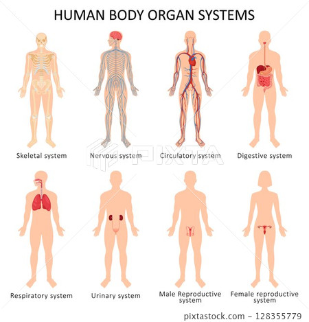 Systems of organs of the human body: circulatory, nervous, skeletal, digestive, male reproductive, female reproductive, respiratory and urinary systems. Anatomical vector illustration. 128355779