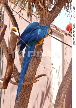 Blue and Yellow Macaw Perched on Tree Branch in Natural Setting 128355840
